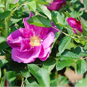 バラ　｜花の手帖のバラ図鑑