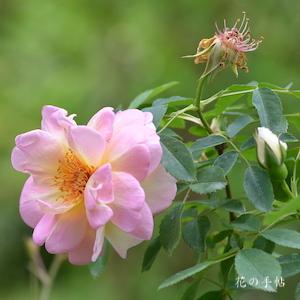 バラ　フリューリングスドゥフト｜花の手帖のバラ図鑑