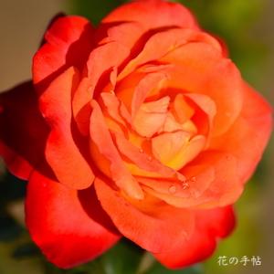 バラ　フリュイテ（Fruite）｜花の手帖のバラ図鑑