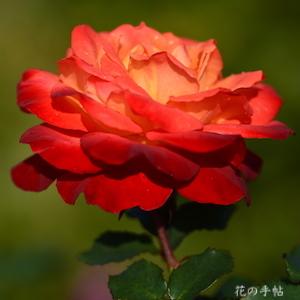 バラ　フリュイテ（Fruite）｜花の手帖のバラ図鑑