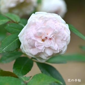 バラ　フンショウロウ（粉粧楼）｜花の手帖のバラ図鑑