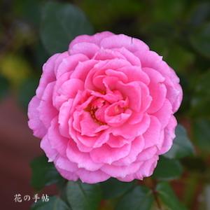 バラ　フューチャーパフューム｜花の手帖のバラ図鑑