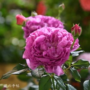 バラ　ガブリエルオーク｜花の手帖のバラ図鑑