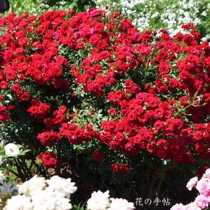 バラ　ジョージ ベスト（George Best）｜花の手帖のバラ図鑑