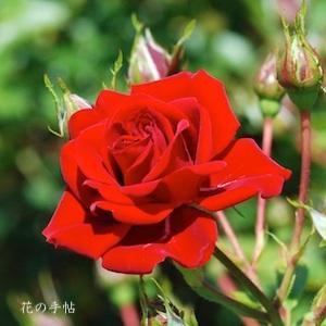 バラ　ジョージ ベスト（George Best）｜花の手帖のバラ図鑑