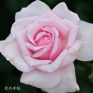バラ　シルバ｜花の手帖のバラ図鑑