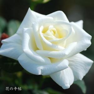 バラ　ギンレイ（銀嶺）｜花の手帖のバラ図鑑