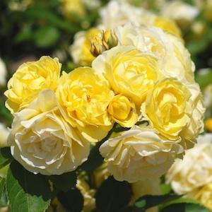 バラ　ゴールデンボーダー｜花の手帖のバラ図鑑