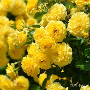バラ　ゴールデンフラッシュ｜花の手帖のバラ図鑑