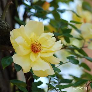 バラ　ゴールデン シャワーズ（ROSE　Golden Showers）｜花の手帖のバラ図鑑