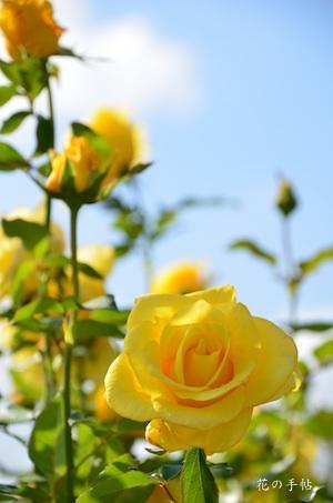 バラ　グレイスランド｜花の手帖のバラ図鑑