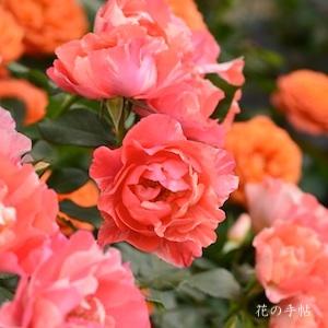 バラ　グリマルディ（Grimaldi）｜花の手帖のバラ図鑑