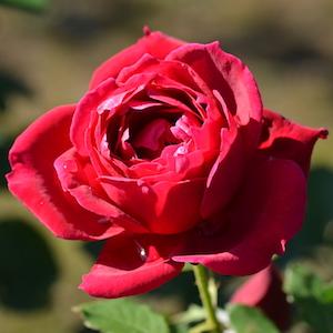 バラ　ホールマーク（Hallmark）｜花の手帖のバラ図鑑