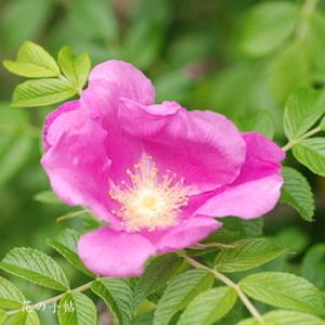 バラ　ハマナシ／ハマナス｜花の手帖のバラ図鑑