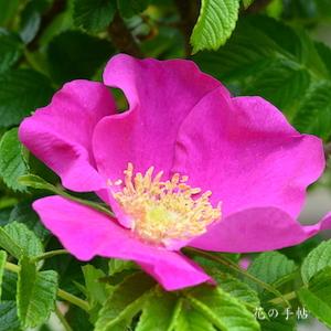 バラ　ハマナシ／ハマナス｜花の手帖のバラ図鑑