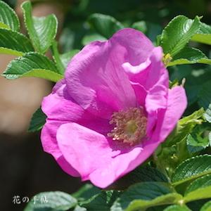 バラ　ハマナシ／ハマナス｜花の手帖のバラ図鑑