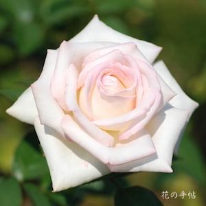 バラ　ハツコイ（初恋）｜花の手帖のバラ図鑑