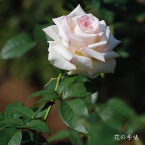 バラ　ハツコイ（初恋）｜花の手帖のバラ図鑑