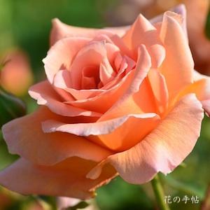 バラ　ヘレン トローベル（Helen Trawbel）｜花の手帖のバラ図鑑