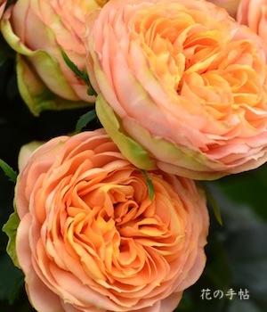 バラ　ヘリオス ロマンティカ（Helios Romantica）｜花の手帖のバラ図鑑