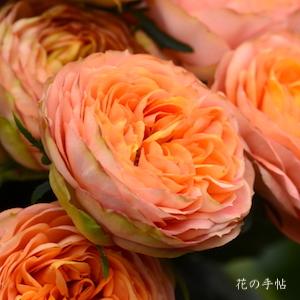 バラ　ヘリオス ロマンティカ（Helios Romantica）｜花の手帖のバラ図鑑