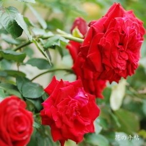 バラ　ヘルムット コール ローズ（Helmut Kohl Rose）｜花の手帖のバラ図鑑