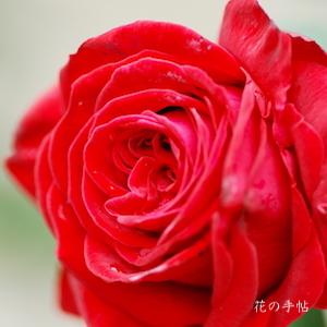バラ　ヘルムット コール ローズ（Helmut Kohl Rose）｜花の手帖のバラ図鑑