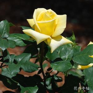 バラ　ヘルムット シュミット（Helmut Schmidt）｜花の手帖のバラ図鑑