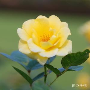 バラ　ヘルムット シュミット（Helmut Schmidt）｜花の手帖のバラ図鑑