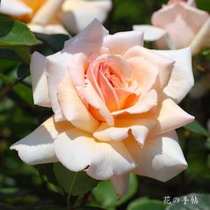 バラ　｜花の手帖のバラ図鑑