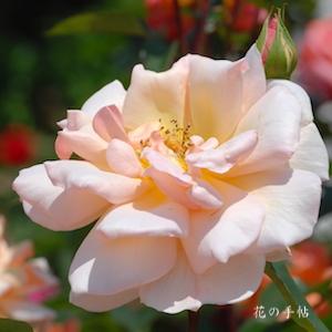 バラ　｜花の手帖のバラ図鑑