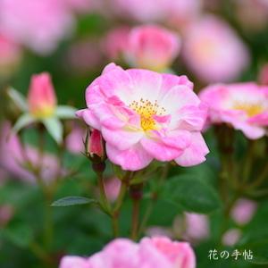 バラ　ヒメ（姫）｜花の手帖のバラ図鑑