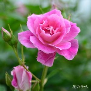 バラ　ヒメ（姫）｜花の手帖のバラ図鑑