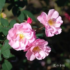 バラ　｜花の手帖のバラ図鑑