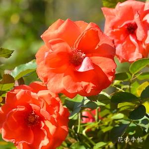 バラ　｜花の手帖のバラ図鑑