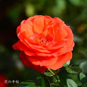 バラ　｜花の手帖のバラ図鑑