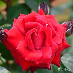 バラ　ヒューマニティー｜花の手帖のバラ図鑑