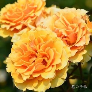 バラ　インドラ｜花の手帖のバラ図鑑