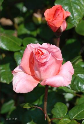 バラ　インカ（Inka）｜花の手帖のバラ図鑑