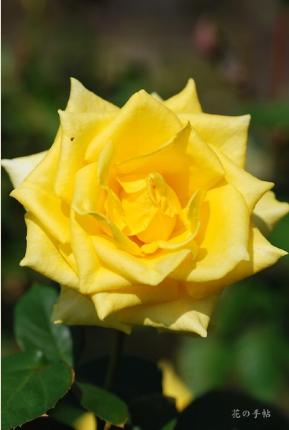 バラ　インカ（ROSE　Inka）｜花の手帖のバラ図鑑