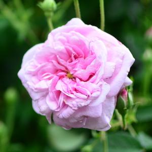 バラ　イスパハン（Ispahan）｜花の手帖のバラ図鑑