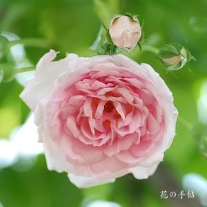 バラ　ジャスミーナ（Jasmina）｜花の手帖のバラ図鑑