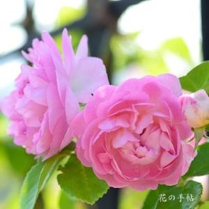 バラ　ジャスミーナ（Jasmina）｜花の手帖のバラ図鑑