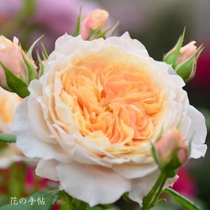 バラ　ジャンヌダルク｜花の手帖のバラ図鑑