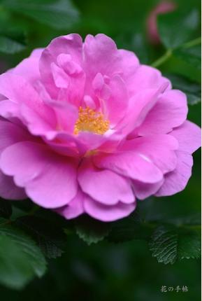 バラ　イェンス ムンク（Jens Munk）｜花の手帖のバラ図鑑