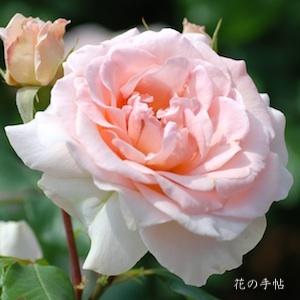 バラ　ヨハン シュトラウス（Johann Strauss）｜花の手帖のバラ図鑑