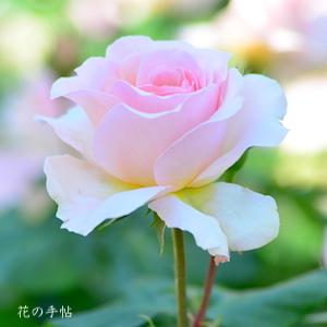 バラ　ヨハン シュトラウス（Johann Strauss）｜花の手帖のバラ図鑑