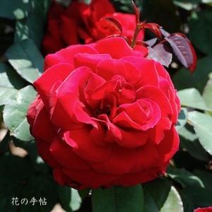 バラ　ジョン エス アームストロング（John S. Armstrong）｜花の手帖のバラ図鑑