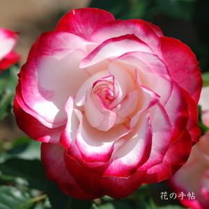 バラ　ジュビレ デュ プリンス ドゥ モナコ（Jubile du Prince de Monaco）｜花の手帖のバラ図鑑