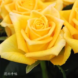 バラ　ジュピター（Jupiter）｜花の手帖のバラ図鑑